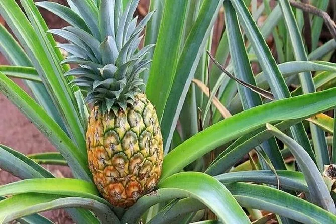 A pineapple growing among spiky green leaves